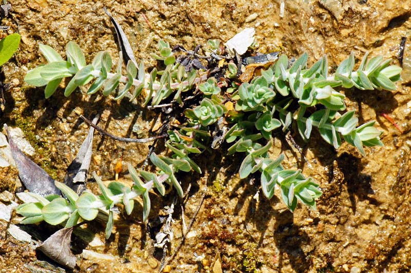 Hypericum sp.? Hypericum scruglii